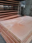 1250mmx2500mmm or 1220mmx2440mm high quality with good price bintangor Plywood