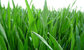 Food Pharmaceutical Grade Barley Grass Juice Powder Low Price