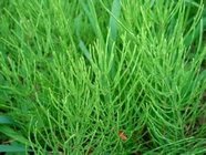 High Quality Horsetail Extract Silica Acid