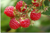 Supply Nutritional Raspberry Extract / Raspbery Ketone