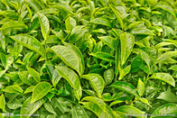 Hot Sale Green Tea Extract EGCG