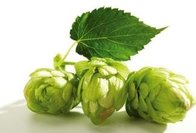 High Quality European Hop Spike Extract Flavonoids