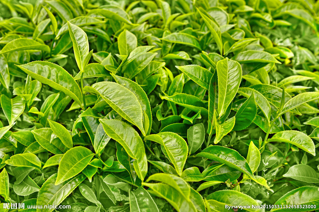 Hot Sale Green Tea Extract EGCG