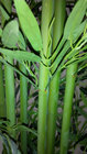 Hot Sale 280cm Artificial Bamboo Fake Bamboo for Landscape Decoration Indoor