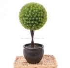 Mini Potted Plants Ball