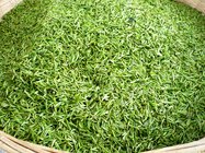 Morocco Green Tea Supplier with Quality China Green Tea 41022A