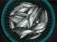 Hot Sale New Landing Frozen Whole Round Indian Mackerel for Southeast Asia.