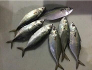 Hot Sale New Landing Frozen Whole Round Indian Mackerel for Southeast Asia.