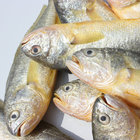Good price frozen fresh yellow croaker from China for African macketing.