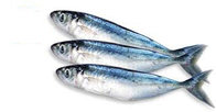 Land Frozen Whole Round Indian Mackerel Fish With Good Quality for Sale.