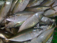 Good quality frozen Indian mackerel fish supplier with competitive price.