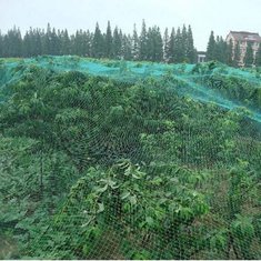 China 100% Virgin Anti Bird Plastic Net for Fruit Cage Netting supplier