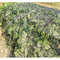 agricultural product fruit fly nets /vegetables anti fly net /greenhouse anti insect net for agriculture supplier