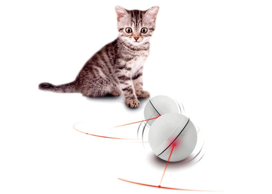 Battery operated cat online toys