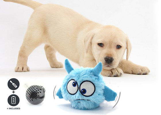 Battery operated bouncing deals ball for dogs