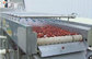 Automatic Ginger Washing Machine , Stainless Steel Vegetable Washing Equipment supplier