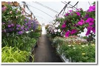 Agriculture flower Greenhouse
