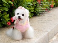 Custom Personalized Dog Clothes Hoodie / Eco-Friendly Cotton PET Apparel Pink Color