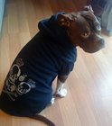 Custom Comfortable Black Crowned Crossbone Hoodies Sweatshirt for small dogs