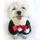 Pomeranian Doggie Tuxedo Costume X M XL dog clothes for small dogs