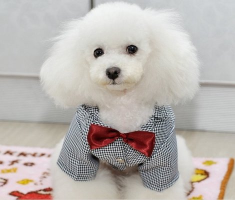 Polyester Dog Formal Wear For Small / Big Dog Clothes For Spring / Summer