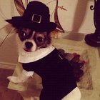 Pilgrim Boy black shirt tuxedo / Doggie Tuxedo Costume for Thanksgiving holiday