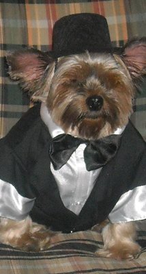 Black puppy tuxedos / XXS XS Doggie Tuxedo Costume party outfits for boy