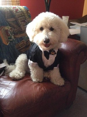 Comfortable Wedding pet tuxedo groom dog costume clothes for small dog