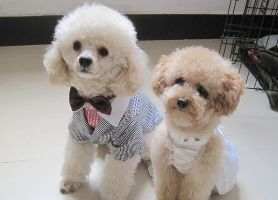 Customized Decent Pet Wedding Suit , Dog Formal Wear with Red Bow Tie for Spring