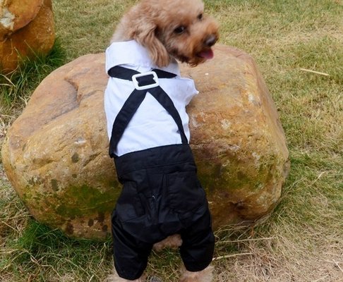 Customized White Black Boy Pet terrier Dog Formal Wear For Wedding Party