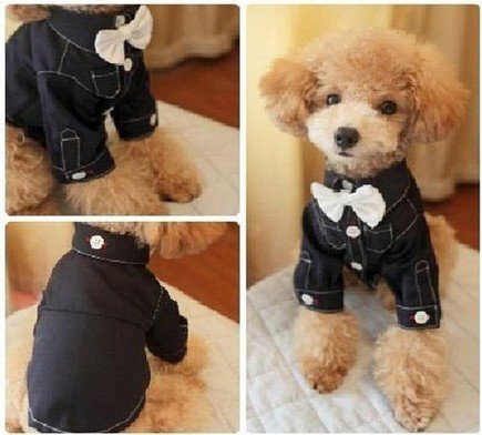 100% Cotton Fabric dog Formal Wear / Toy Poodle Clothes For Wedding Black Color