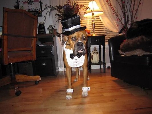 Custom Halloween Doggie Tuxedo Costume outfit dog apparel