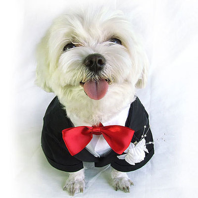 Pomeranian Doggie Tuxedo Costume X M XL dog clothes for small dogs