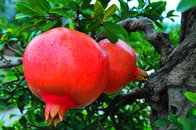 Pomegranate (Punica granatum) polyphenols 35%,40%,60%/Pomegranate Extract with rich experience in EU market