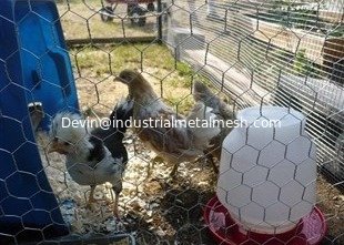 China Galvanized Chicken Coop Hexagonal Wire Mesh/ Hexagonal Wire Mesh Rabbit Cage Chicken Fence Professional Manufacturer (Fa supplier