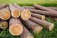 Nigeria Koso wood supplier supplier