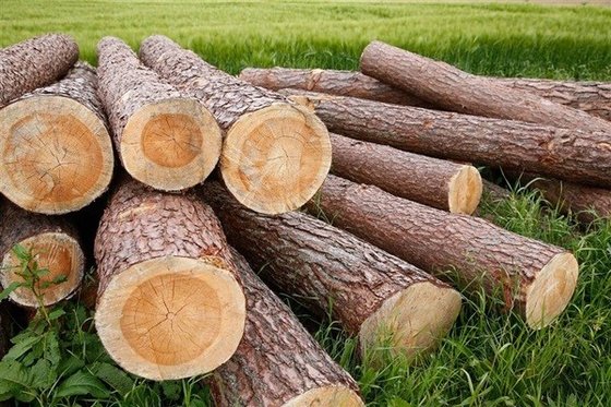 Romanian Beech Wood Timber Supplier supplier