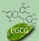 EGCG 50% Green Tea Extract