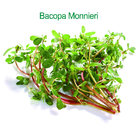 Natural Bacopa Monnieri extract
